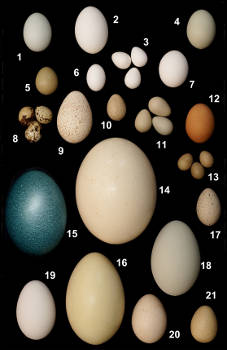 Übersicht Eier